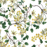 Botanical Spring (Flores + Lineas)